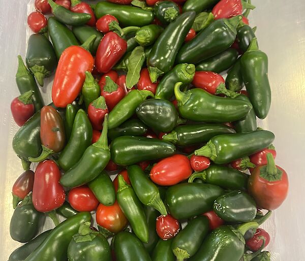 A container of fresh, bright red and green chillies