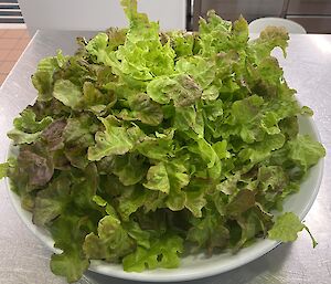 A bowl of fresh lettuce is sitting on a stainless steel bench