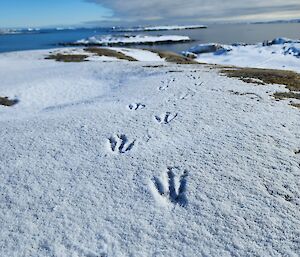 This photo is taken low to the ground, looking into the distance. The ground is covered in snow, and well defined penguin footprints in the snow disappear into the distant water. The sun is shining and the sky is half blue, and half covered in cloud.