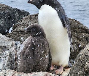 A black and white Adélie penguin is standing close to a dark grey fluffy Adélie chick on a rocky outcrop. It is snowing, and they are both facing away from the snow, with their heads turned to the left of the photo. There is water in the background of the photo and the day is dull and overcast.