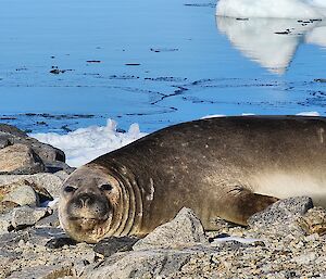 The foreground of this photo is bare rock and gravel. A large seal lays atop the rocky ground, looking sleepily towards the camera. In the background the water is glassy calm, and reflecting small chunks of white ice.