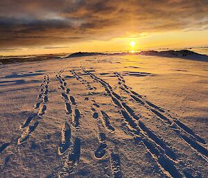 Five sets of footprints in deep soft snow extend from the foreground to the distant low rocky hills. The sky is orange and the sun is just about to set behind the low lying hills. The sky has a layer of cloud, with a narrow horizontal gap between them and the hills, where we can see the orange setting sun.