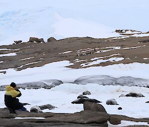 A man is taking photographs of seals and penguins