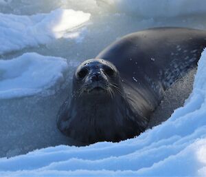 A seal is in the water looking straight at the camera