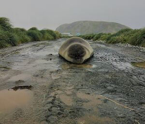 A seal lies on a gravel roadway on a rainy Macquarie Island day
