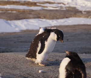 Two moulting penguins are on a rocky landscape