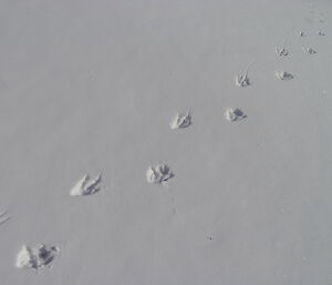 Tracks from a bird's feet lead across the snow