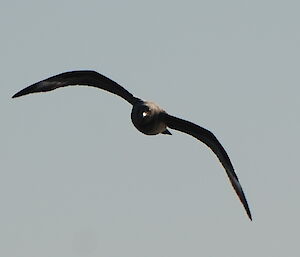 A Skua bird in mid-flight facing the camera