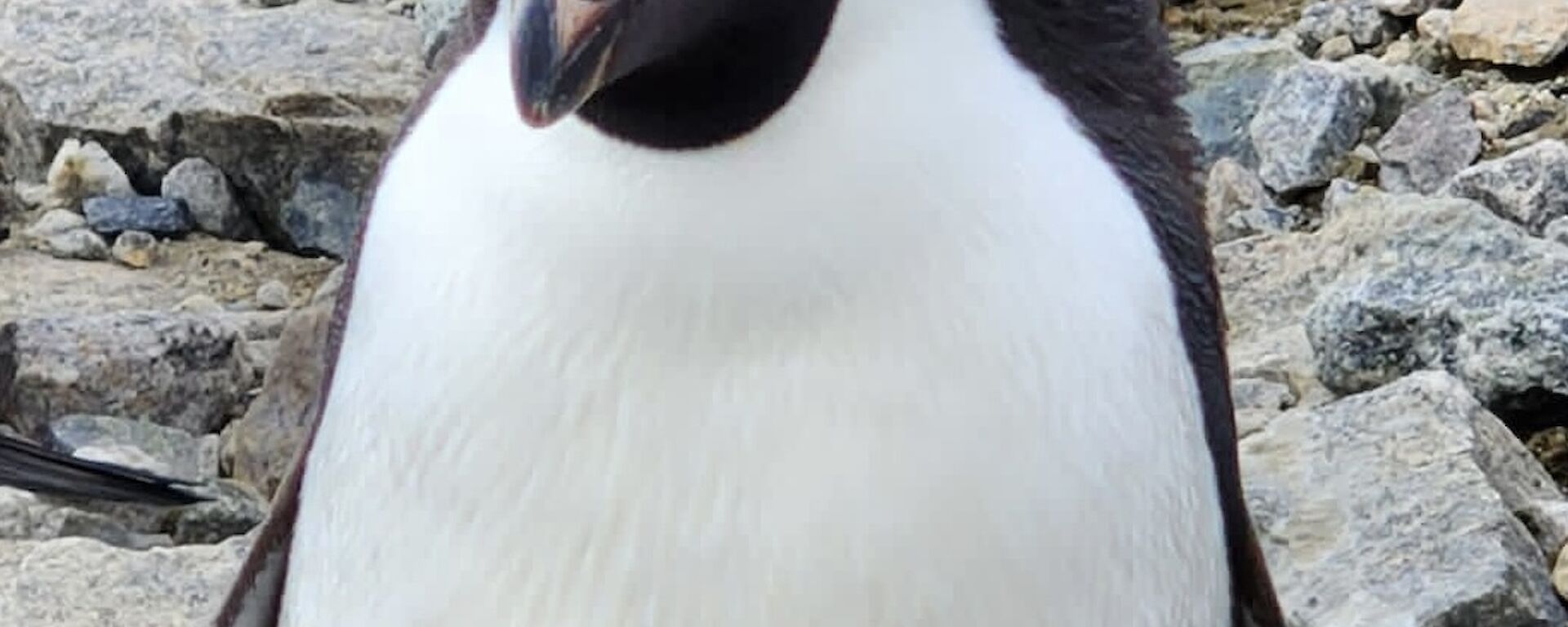A close up view of a penguin, staring directly at the camera, with its' head tilted slightly to the left of frame. The penguin has a raised band of black feathers behind its' head which gives it an appearance of a styled haircut. The background of the photo is filled with large grey rocks.