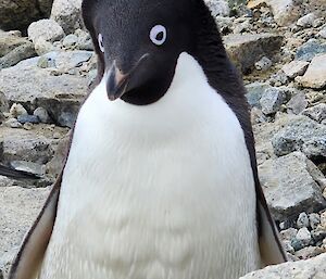 A close up view of a penguin, staring directly at the camera, with its' head tilted slightly to the left of frame. The penguin has a raised band of black feathers behind its' head which gives it an appearance of a styled haircut. The background of the photo is filled with large grey rocks.
