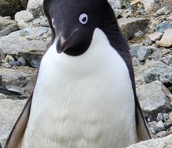 A close up view of a penguin, staring directly at the camera, with its' head tilted slightly to the left of frame. The penguin has a raised band of black feathers behind its' head which gives it an appearance of a styled haircut. The background of the photo is filled with large grey rocks.