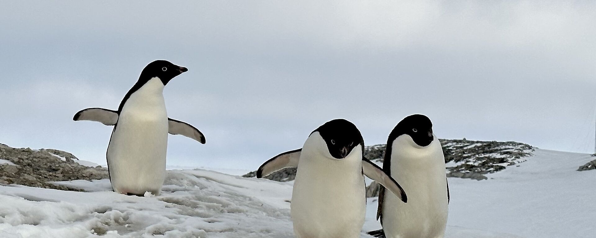 Three small penguins are making their way down a shallow hill towards the camera. They have their arms and feet raised in a manner that makes them appear quite clumsy, as they are on land! There is a long low fluffy white cloud stretching horizontally across the photo in the background.