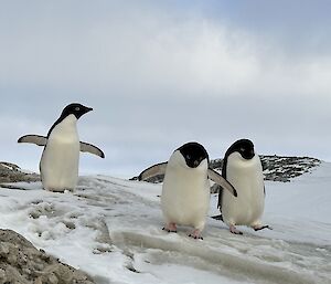 Three small penguins are making their way down a shallow hill towards the camera. They have their arms and feet raised in a manner that makes them appear quite clumsy, as they are on land! There is a long low fluffy white cloud stretching horizontally across the photo in the background.
