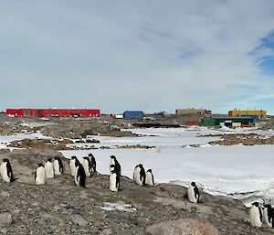It the background of this photo lies several low steel buildings of various colours. The largest one of these, to the left of frame, is red and known as the red-shed. The foreground of the photo is snow covered rock, with about a dozen small Adelie penguins standing facing the left of frame. The penguins are in a group known as a 'waddle' and are standing on open rocky ground, on a low hill. The sky is partly cloudy.