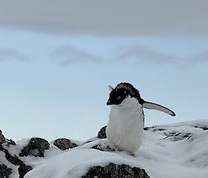 An Adelie penguin is making its' way towards the camera with arms raised high by its' sides. It is walking over a large snow covered rock. The surrounding ground is comprised of large black snow covered rocks. The sky is partly cloudy.