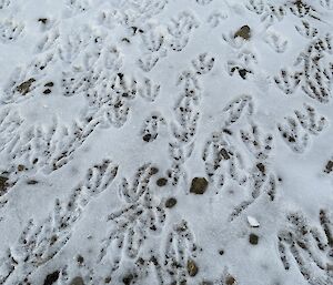 Snow covered ground with v-shaped penguin foot prints going in every direction across the photo.