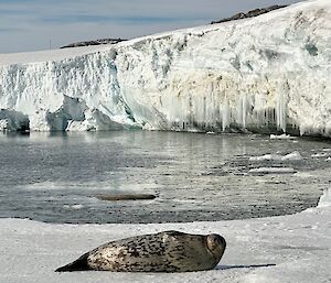 The foreground of this photo is occupied by a large seal, lying horizontally across the frame, on an ice covered shoreline. The seal has a silver and light grey stomach, covered in dark grey spots. It has its' head raised and is looking at the photographer. Behind the seal is a small bay with some small pieces of ice floating in it, and an ice covered hill rising in the background. The face of the ice hill is fractured and broken where chunks of ice have broken away during the summer. There are long icicles hanging from the bottom of the hill, above the water.