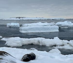 Bands of ice and open water stretch horizontally across the photo, with a low rocky island in the distant background. The foreground shows a large seal, with a dark grey back and a light grey stomach with darker spots, resting on its' side and looking back towards the camera. The sky in the background is overcast and gives the picture a grey tint.