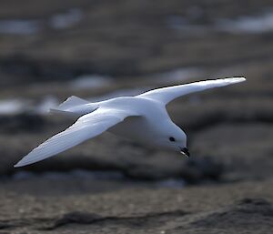 A white snow petrel is flying above the rocks