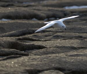A white snow petrel is flying low over a rocky terrain