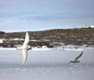 Two white snow petrels are flying over an ice covered harbour