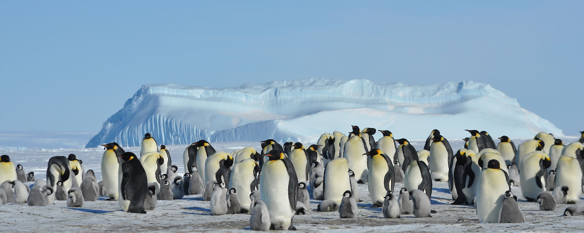 Adult emperor penguins and chicks – Auster Rookery, Mawson October 2015