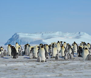 Adult emperor penguins and chicks – Auster Rookery, Mawson October 2015