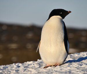 Adélie at Golden Hour, Bechervaise Island, Mawson, November 2021