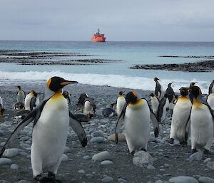 King penguins with the Aurora Australis ship in the background, Buckle’s Bay