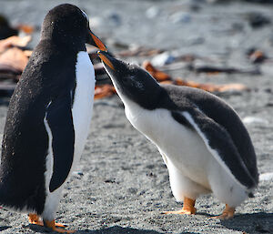 Gentoo feeding time; chick being fed by it’s parent, West Beach, Macquarie Island