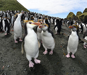 Rockstar Royals at the Nuggets, Macquarie Island