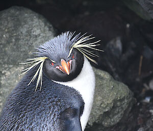 Rockhopper disdain, Garden Cove, Macquarie Island