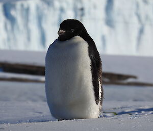 An penguin is sitting on snow looking at the camera