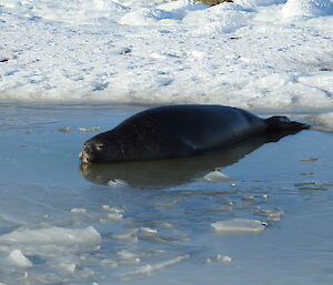 A seal is laying in an icy puddle of water in the sunlight
