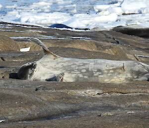 A seal is lying on its back on a rocky shore stretching out