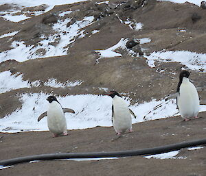 Four penguins are in a line on a rocky, snow swept, landscape