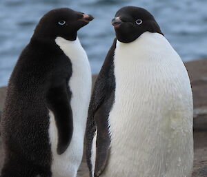 Two penguins are standing on a rocky shore with water in the background