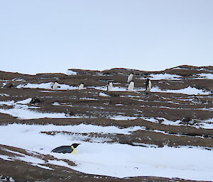 Six Adélie penguins and an Emperor penguin are on a snow swept rocky hillside