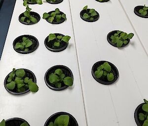About 25 young green plants sitting in round black pots set into white plastic hydroponics trays