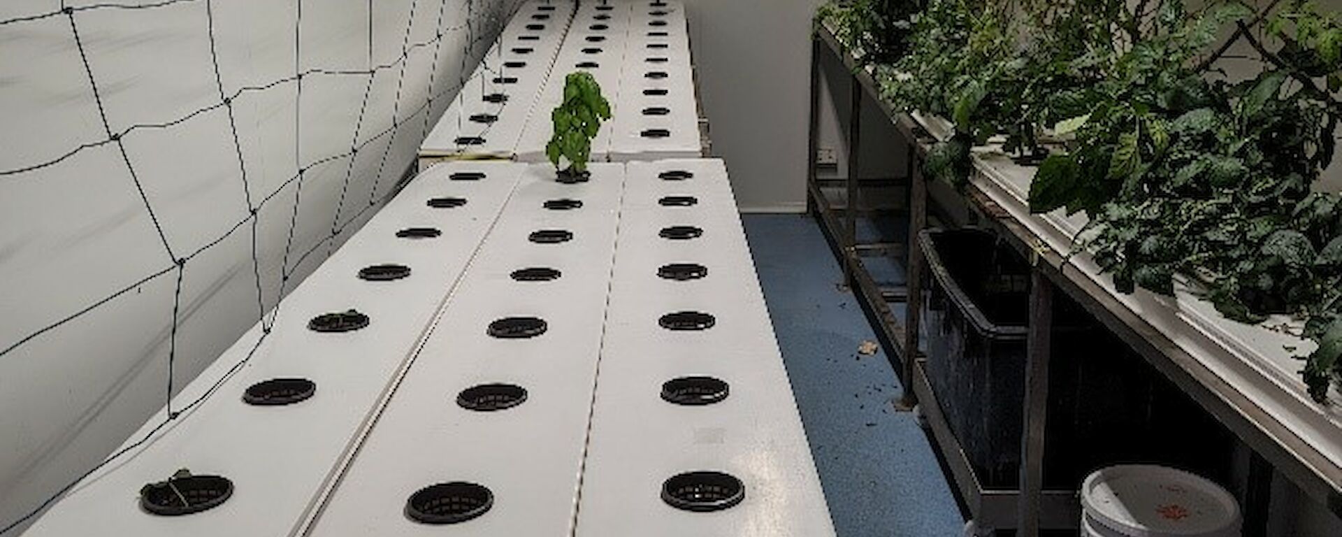 An inside view of the hydroponics building showing three rows of empty plant pots sitting in white trays down one wall and the opposite wall covered in green vines
