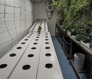 An inside view of the hydroponics building showing three rows of empty plant pots sitting in white trays down one wall and the opposite wall covered in green vines