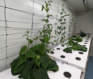 Young green cucumber plants growing in black pots set into white hydroponics trays.