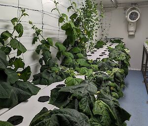 Established green cucumber plants growing in black pots set into white hydroponics trays. The vines are extending up a trellis set on the side wall of the room.