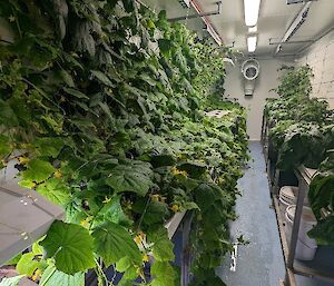 Mature flowering and very well-established green cucumber plants growing in black pots set into white hydroponics trays. The cucumber vines have now covered the trellis on the side wall of the room.