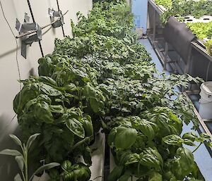 A long hydropnics bench containing lots of flourishing green herbs including thyme, oregano, basil, parsley, coriander and chilli.