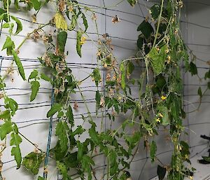 Droopy and unhealthy-looking cucumber vines hanging off the trellis on the side wall of the hydroponics room.