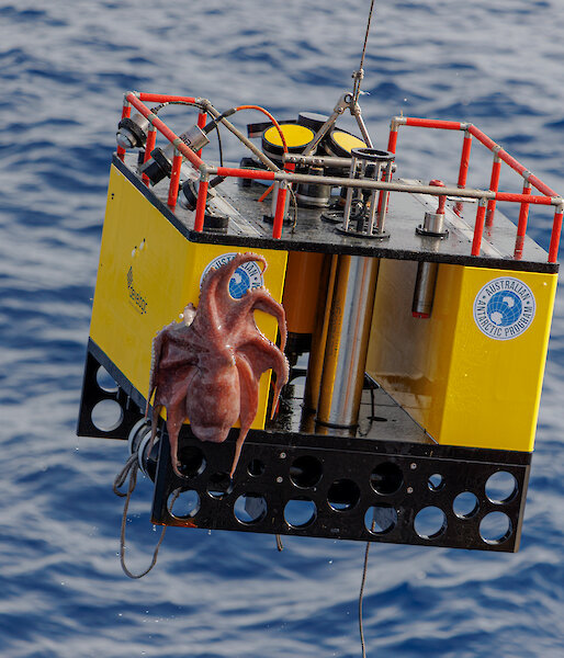 A bright yellow box with an octopus attached