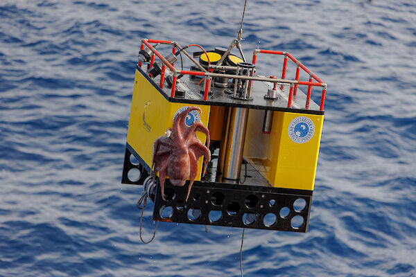 A bright yellow box with an octopus attached