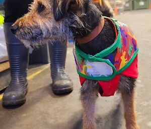 A scruffy dog works to detect rodents in cargo