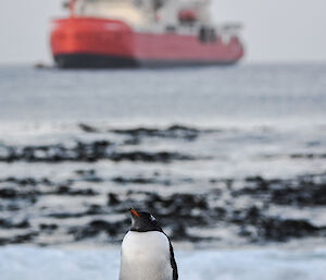 A penguin against the backdrop of a red and white ship at sea